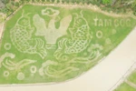 Tam Coc's rice field painting welcomes tourism week