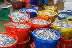Hung Yen fishermen join hands to combat IUU fishing
