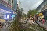 Heavy thunderstorm topples trees, disrupts traffic across Hanoi streets