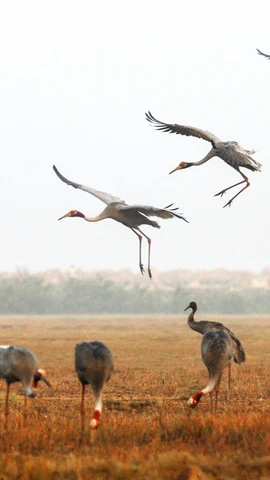 Sarus cranes at Tram Chim National Park (Photo: VNA)
