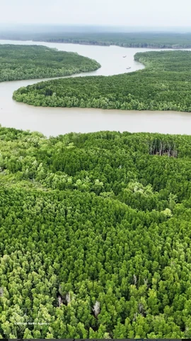 Vietnam expands coastal forests to bolster green growth