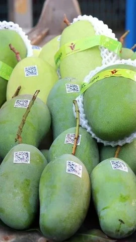 Vietnamese mango grows into global premium markets
