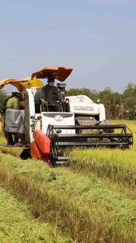 Opportunities, challenges in store for rice exports after New Year