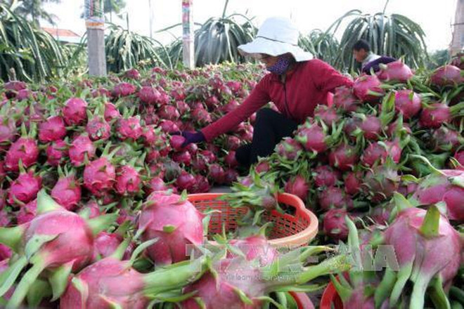 Businesses adhering to EU standards will help safeguard their market share and contribute to export growth. (Photo: VNA) qua.jpg