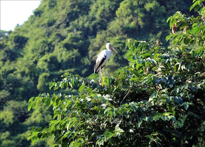 The birds at Thung Nham are accustomed to human presence, allowing visitors to observe them up close without causing fear or disturbance. (Photo: VNA)