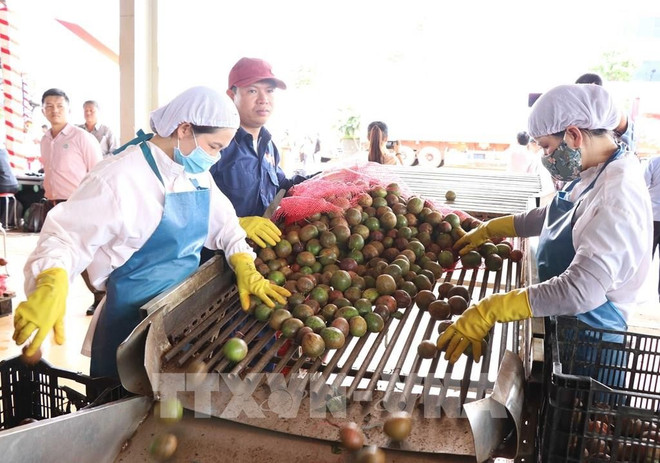 A passion fruit processing line at Dong Giao Food Export JSC (Photo: VNA) evfta2.jpg