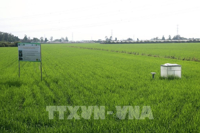 150451-doan-cong-tac-ngan-hang-the-gioi-tham-mo-hinh-canh-tac-lua-giam-phat-thai-tai-can-tho.jpg