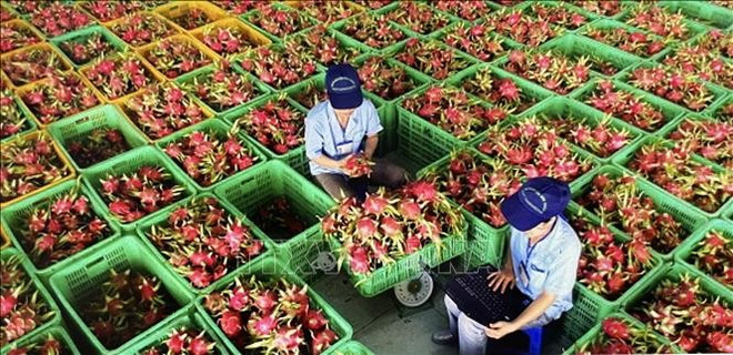 Processing dragon fruit for export in Binh Thuan. (Photo: VNA) uuidd5dfcf7a-c69c-40a9-b892-921a8fb7fe89code001library1type1mode1loctruecaptrue.jpg