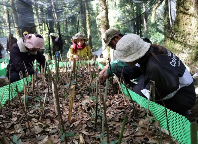 Ngoc Linh ginseng, known as a “national treasure”, is considered one of the rarest and most precious ginseng varieties in the world, endemic to Ngoc Linh Mountain spanning Quang Nam and Kon Tum provinces. (Photo: VNA) ngoc-linh2.jpg