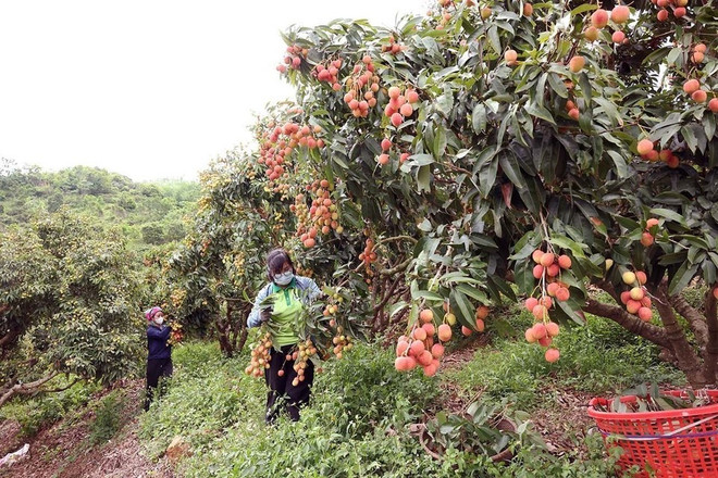 Harvesting lychee at a household garden certified under VietGAP standards of Luc Ngan Xanh Cooperative in Luc Ngan district (now part of Bac Ninh province) (Photo: VNA) lychee.jpg