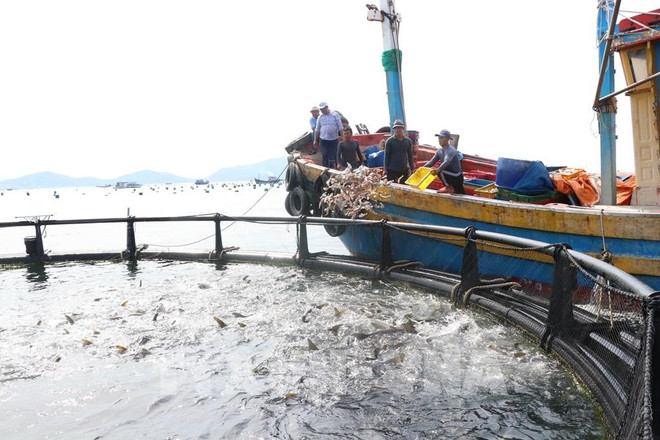 A hi-tech aquaculture model in Khanh Hoa province. (Photo: VNA) cl.jpg