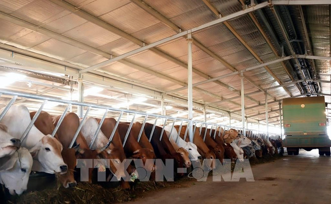 The Nam Laos Agriculture Company develops cattle farming for export to Vietnam and China. (Photo: VNA) 112626-nhung-dong-gop-noi-bat-cua-doanh-nghiep-viet-nam-dau-tu-tai-lao.jpg