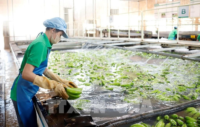 Workers at a banana processing factory of the Nam Laos Agriculture Company in Attapeu province. (Photo: VNA) 112614-nhung-dong-gop-noi-bat-cua-doanh-nghiep-viet-nam-dau-tu-tai-lao.jpg