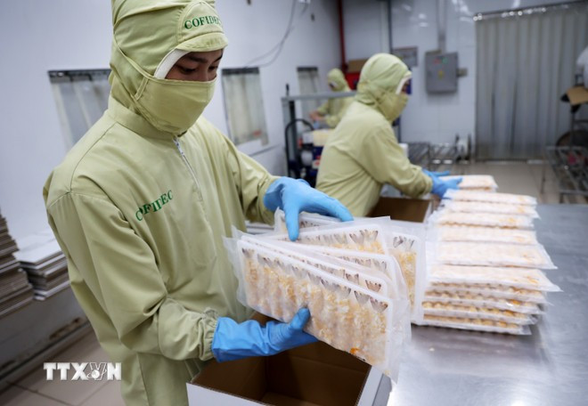 Workers package processed shrimp products for export to Japan (Photo: VNA) che-bien-tom.jpg