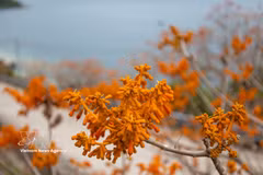 Firmiana colorata trees bloom on Cu Lao Cham island