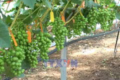 Dien Bien promotes science and technology in agricultural production
