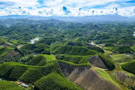 Thanh Hoa develops forests meeting FSC standards