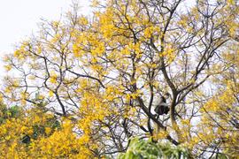 Brilliant copperpod flowers light up Son Tra peninsula