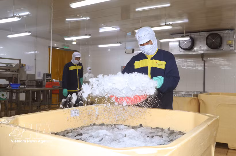 A seafood enterprise in Ca Mau province applies advanced technology to shrimp farming to improve productivity and quality. (Photo: VNA)