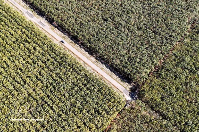 A rubber plantation of Dau Tieng Rubber One-Member Co., Ltd. in Thanh An commune, Ho Chi Minh City, enters the harvesting season. (Photo: VNA)