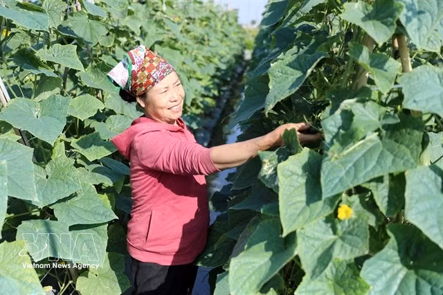 A member of Minh Quang Cooperative in Hung Yen province works on a farm. (Photo: VNA)