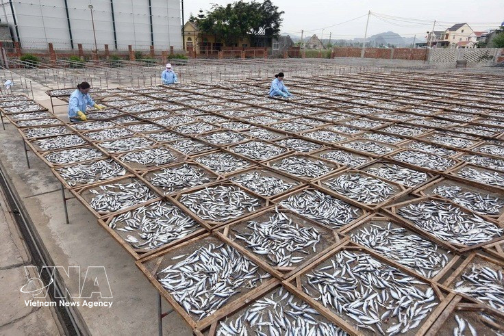 Fish are dried during export processing at Phuong Mai Co., Ltd., Nghe An province. The company exports to Thailand, Laos and other markets. (Photo: Danh Lam – VNA)