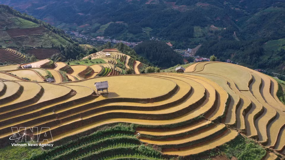 The beauty of terraced rice fields in golden sunlight. (Photo: VNA)