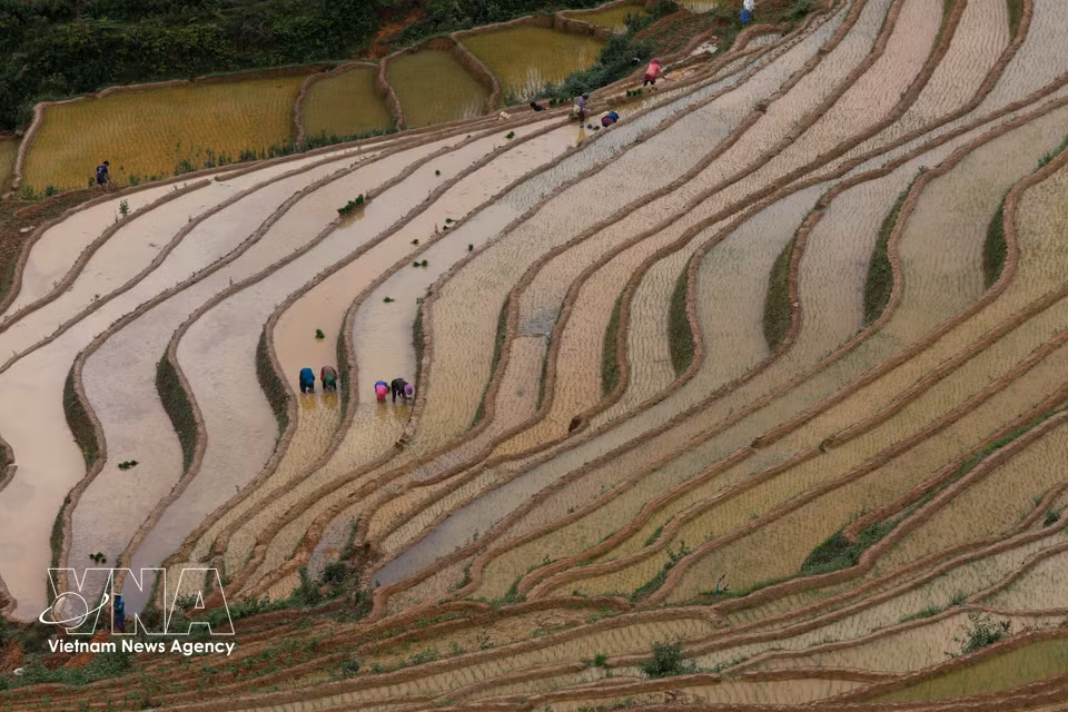 Residents of mountainous Mu Cang Chai begin a new rice-growing season. (Photo: VNA)
