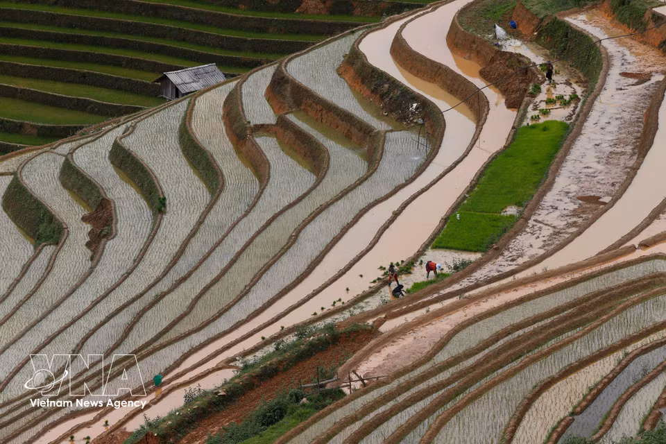 Water-filled terraced rice fields in Mu Cang Chai. (Photo: VNA)