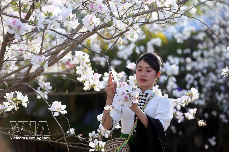 During the ban flower season, young people wearing traditional Thai ethnic costumes come to admire the blossoms and take photos. (Photo: Quang Quyet – VNA)