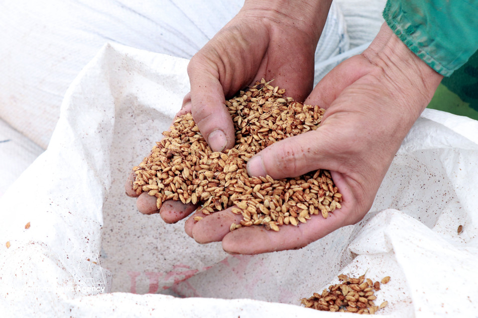 Ultra-fast germinating rice seeds, a technology researched and developed by Luong Van Truong in Nghia Hung commune, Ninh Binh province. (Photo: Nguyen Lanh – VNA)