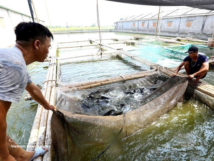 Son Nguyet private seafood enterprise in Rang Dong township, Nghia Hung district, Ninh Binh province operates over 2 hectares of goby and grouper farms, producing more than 500 tonnes annually with revenue of around 60 billion VND. (Photo: Vu Sinh – VNA)
