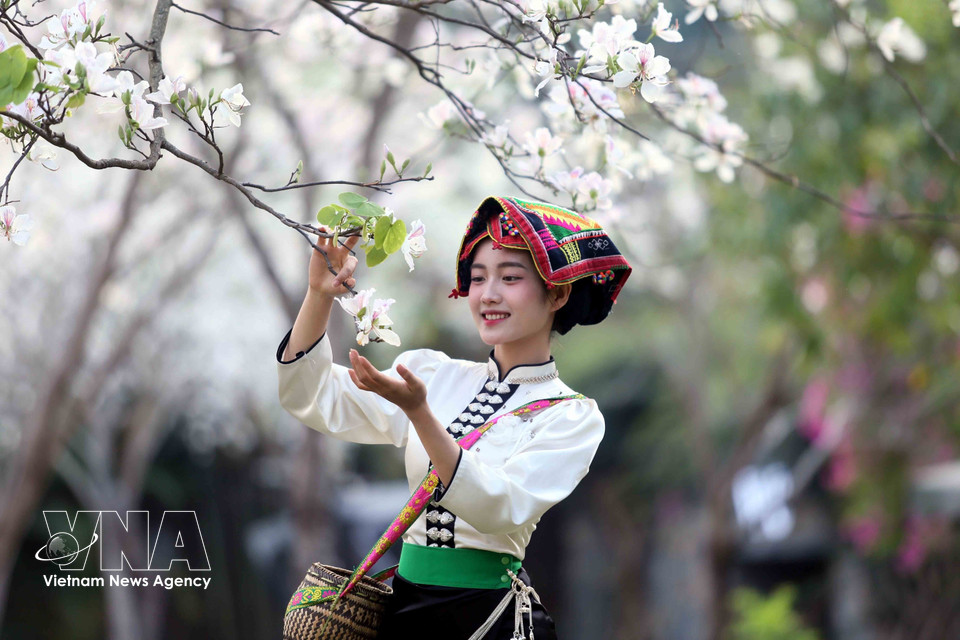 During the ban flower season, young people wearing traditional Thai ethnic costumes come to admire the blossoms and take photos. (Photo: Quang Quyet – VNA)