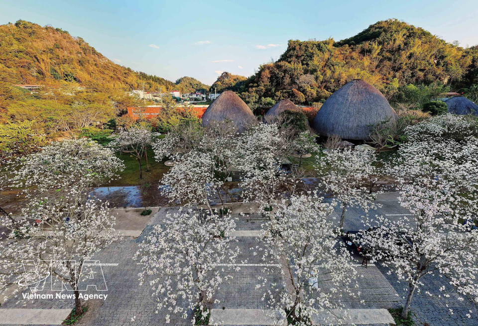 Ban flowers bloom in pure white at the Suoi Hen Vuon Dao restaurant area, creating a romantic and picturesque scene. (Photo: Quang Quyet – VNA)