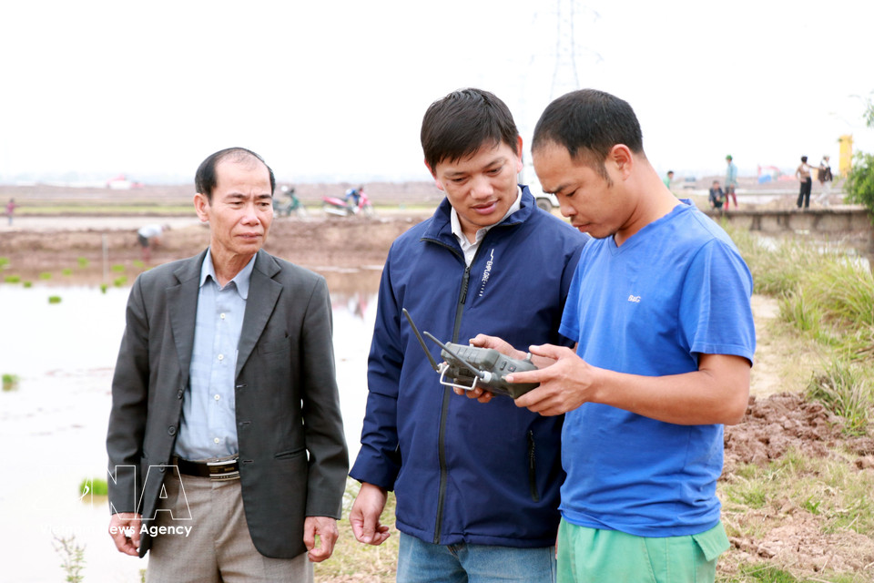 Luong Van Truong (centre) monitors rice sowing using a remote-controlled device. (Photo: Nguyen Lanh – VNA)
