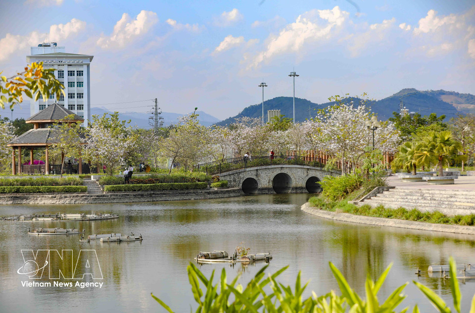 Ban flowers bloom in Vo Thi Sau park, Dien Bien Phu ward. (Photo: Xuan Tu – VNA)