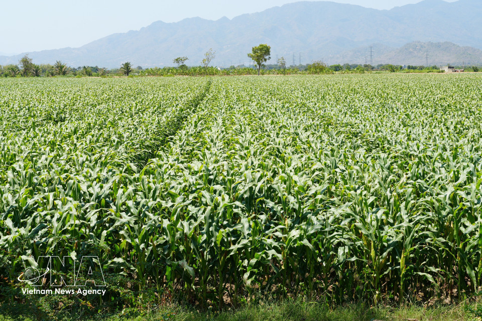Water from the weir supports irrigation, helping cornfields in Do Vinh ward, Khanh Hoa province, grow lush and green. (Photo: Nguyen Thanh/VNA)