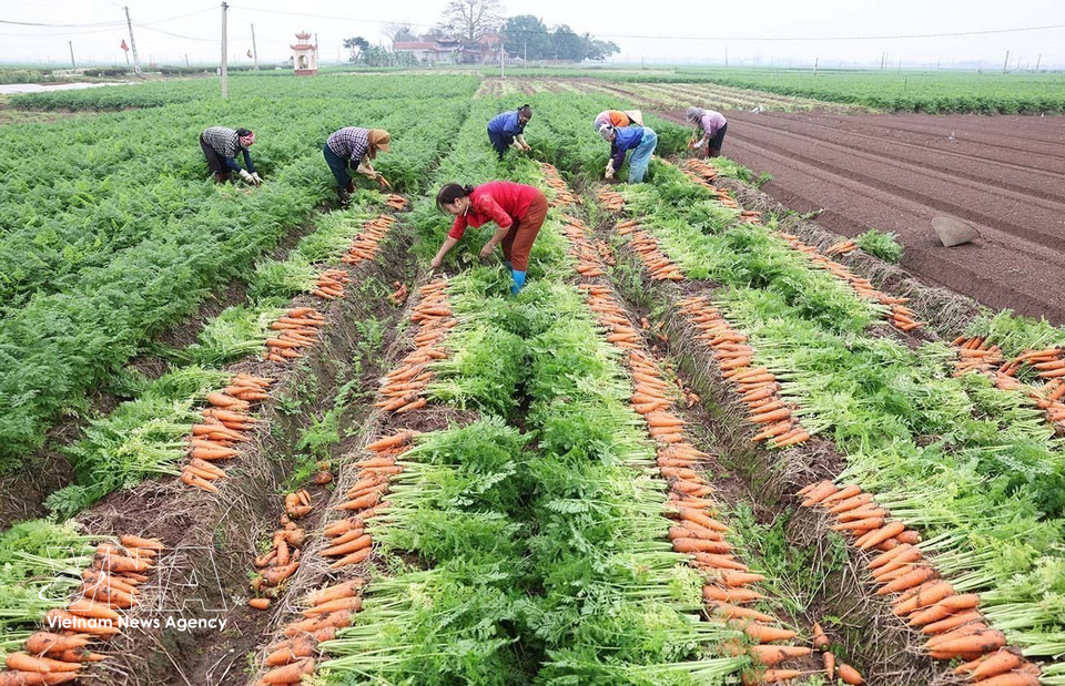 Carrots are harvested for export markets in large-scale production areas in Tue Tinh commune, Hai Phong. (Photo: Vu Sinh/VNA)