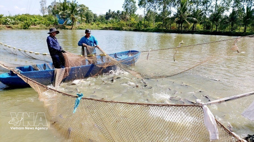 Tra fish is harvested in Thoi An ward, O Mon district, Can Tho city. (Photo: Thu Hien – VNA)