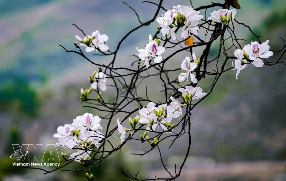 The delicate and pure beauty of ban flowers. (Photo: Xuan Tu – VNA)