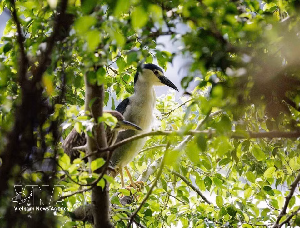 A bird rests on the canopy of a green tree near Hoan Kiem Lake. (Photo: Pham Tuan Anh – VNA)