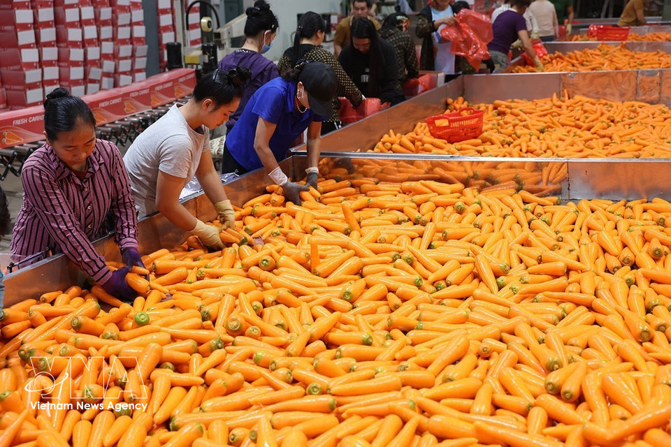 Carrots are sorted and packaged for export at a facility in Tue Tinh commune, Hai Phong. (Photo: Vu Sinh/VNA)