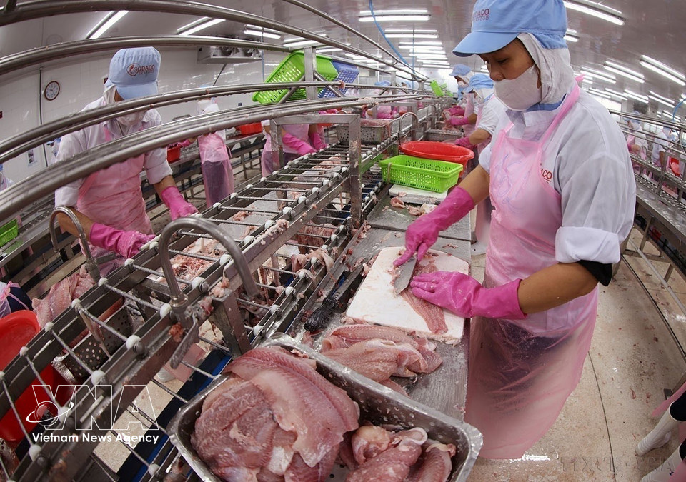 Tra fillets are processed for export at the factory of Go Dang Tien Giang Joint Stock Company in Dong Thap province. (Photo: Vu Sinh – VNA)
