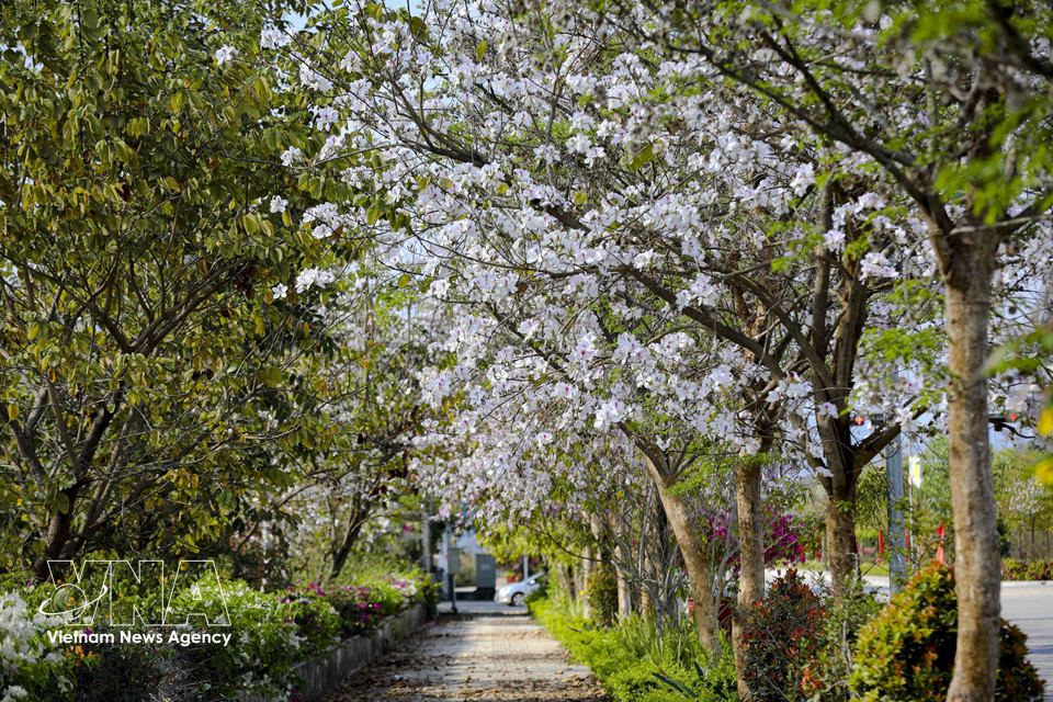 Rows of ban trees in blossom line the streets, gently softening the normally bustling rhythm of life in Dien Bien. (Photo: Xuan Tu – VNA)