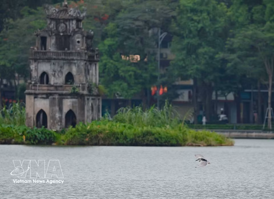 A bird flies close to the water surface of Hoan Kiem Lake. (Photo: Pham Tuan Anh – VNA)