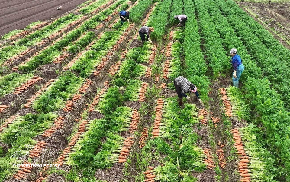 Carrots are harvested for export markets in large-scale, concentrated production areas in Tue Tinh commune, Hai Phong. (Photo: Vu Sinh/VNA)