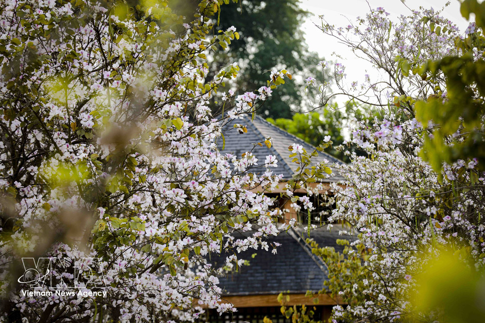 Branches are densely covered with radiant blossoms. (Photo: Xuan Tu – VNA)