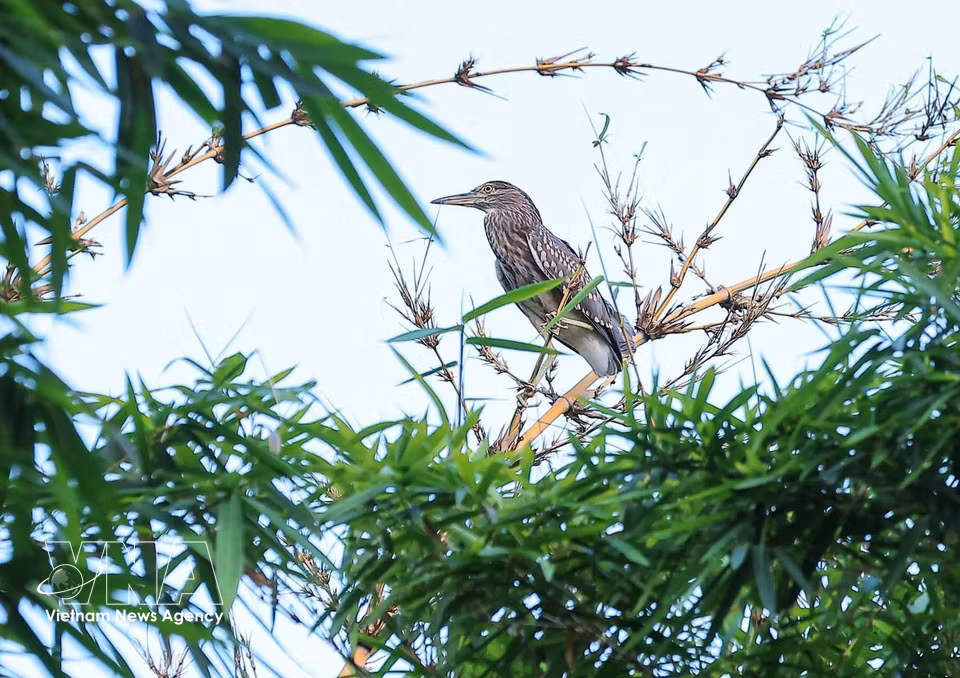 Wild birds appear among bamboo clusters and green trees along Hoan Kiem Lake. (Photo: Hoang Hieu – VNA)