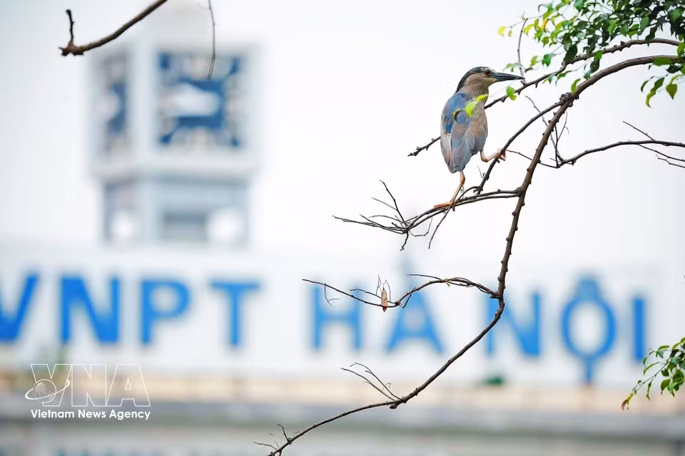 A bird perches on a tree branch by Hoan Kiem Lake, with the VNPT Hanoi headquarters in the background. (Photo: Pham Tuan Anh – VNA)