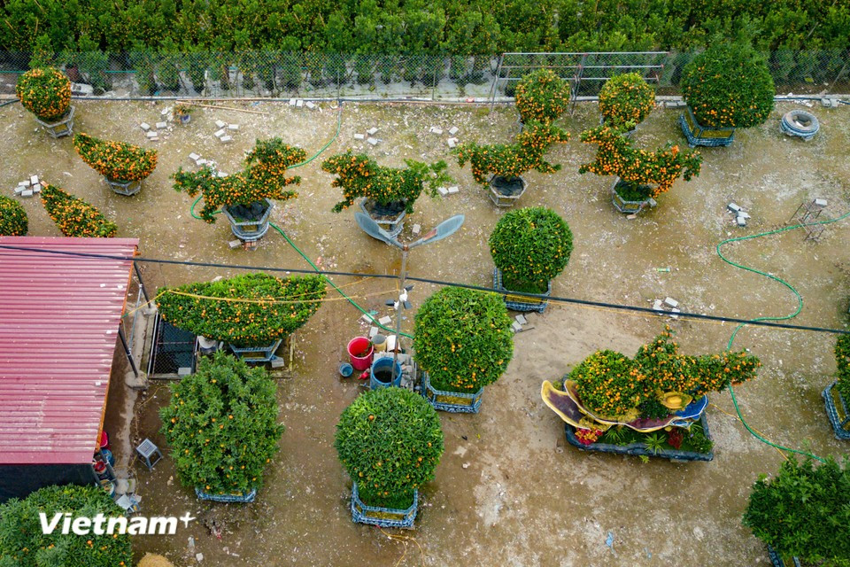 In recent years, responding to growing market demand and evolving tastes, many garden owners have crafted ornamental plants inspired by the zodiac animal of the year. (Photo: Hoai Nam/Vietnam+)